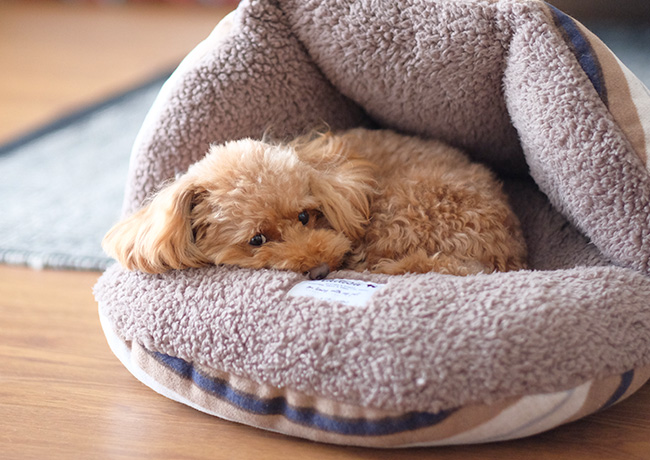 秋冬犬用ベッド　ラディカシェルベッド