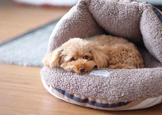 秋冬犬用ベッド　ラディカシェルベッド