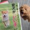 愛犬が「いい子」になる10のルール